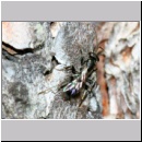 Dipogon subintermedius - Wegwespe 09e 6mm Sandgrube Niedringhaussee det.jpg